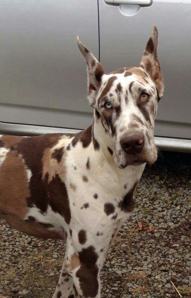 a brown and white dog standing next to a car