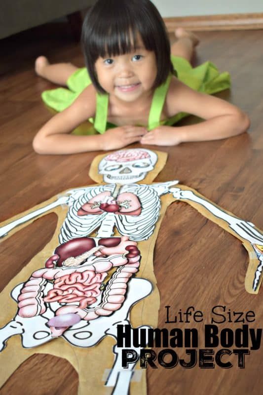 Life Size Human Body Project is such a fun kids activity to learn about the human body for kids Human Body Unit Study, Teaching Prek, Body Parts For Kids, Human Body Projects, Human Body Science, Human Body Activities, Human Body Model, Body Science, Human Body Unit