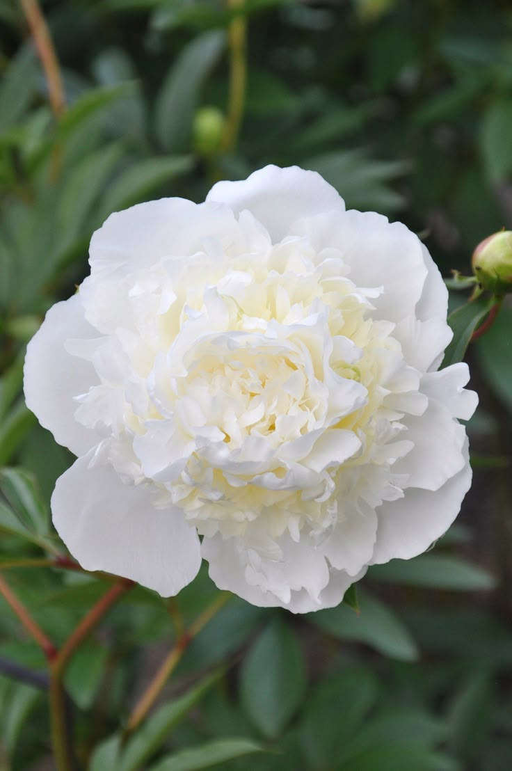 a large white flower with green leaves in the background