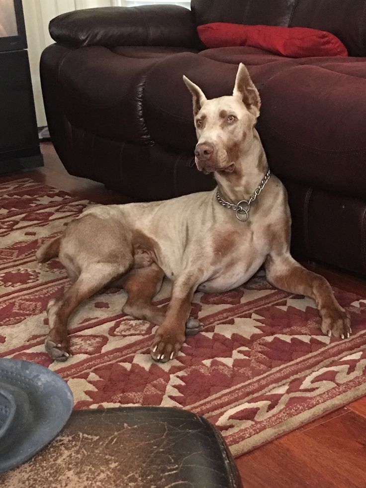 a dog laying on the floor in front of a couch