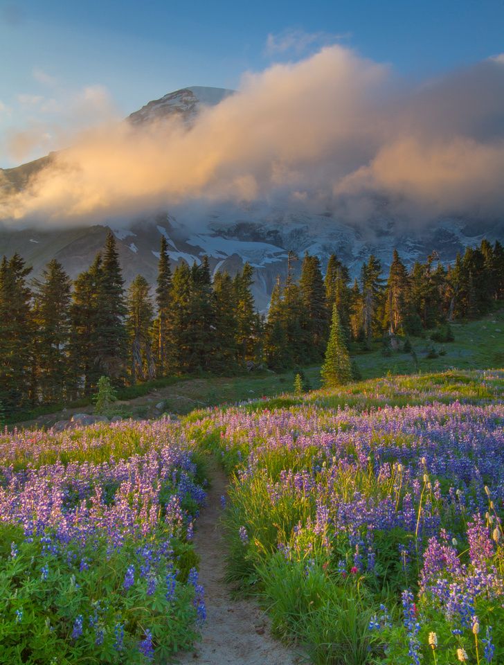 a trail winds through a field of wildflowers in front of a snow - capped mountain