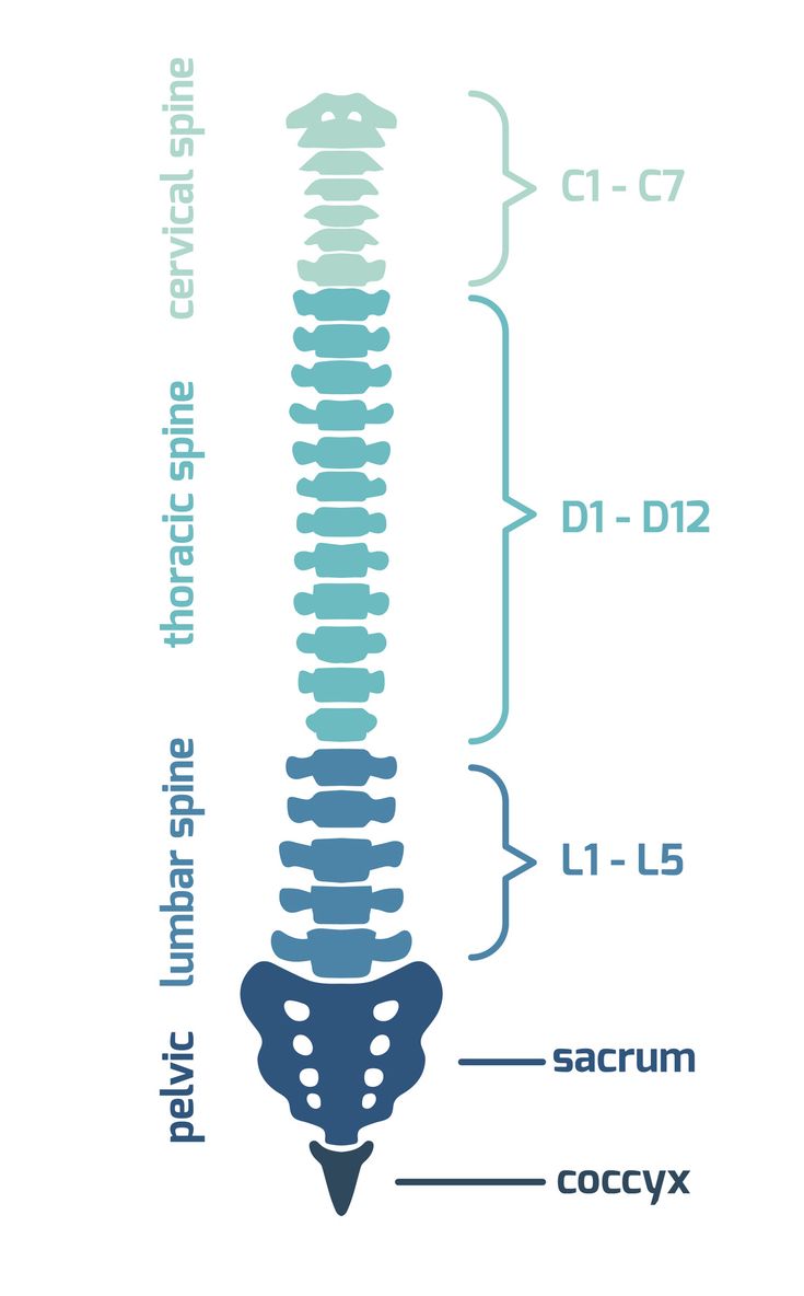 a diagram showing the different parts of a human's body and its structures, including an osteoporoma