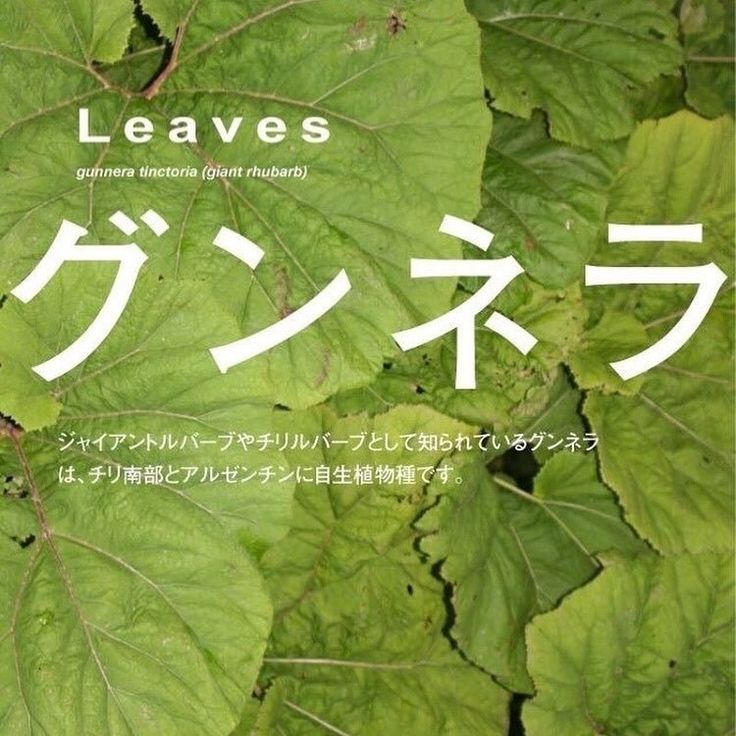 leaves with japanese writing on them in front of some green leaves and white text that reads leaves