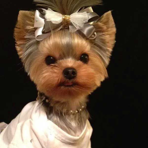 a small dog wearing a white dress with a big bow on it's head