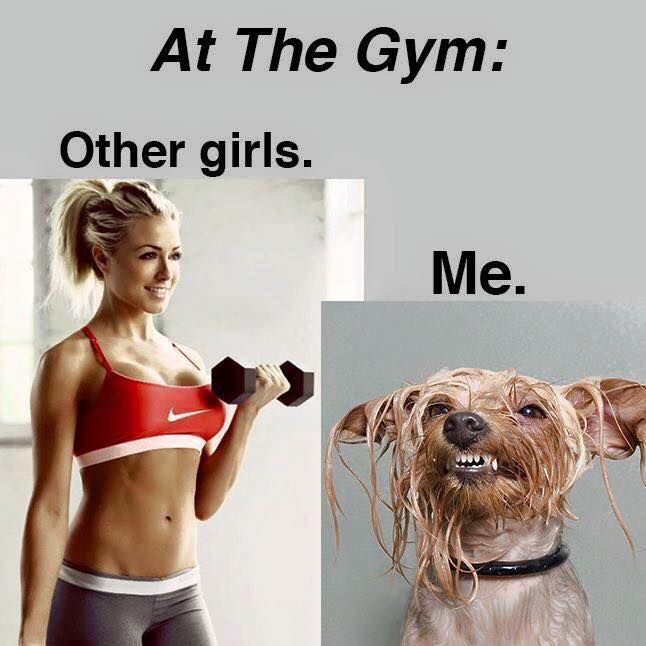 At the Gym Other girls vs me... who an relate? Gym Humour, Diet Humor, Motivation Poster, Gym Quote, Workout Memes, Diet Vegetarian, Gym Memes, Dr Oz, Gym Humor