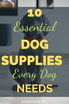 a dog sitting on the floor with text overlay that reads 10 essential dog supplies every dog needs