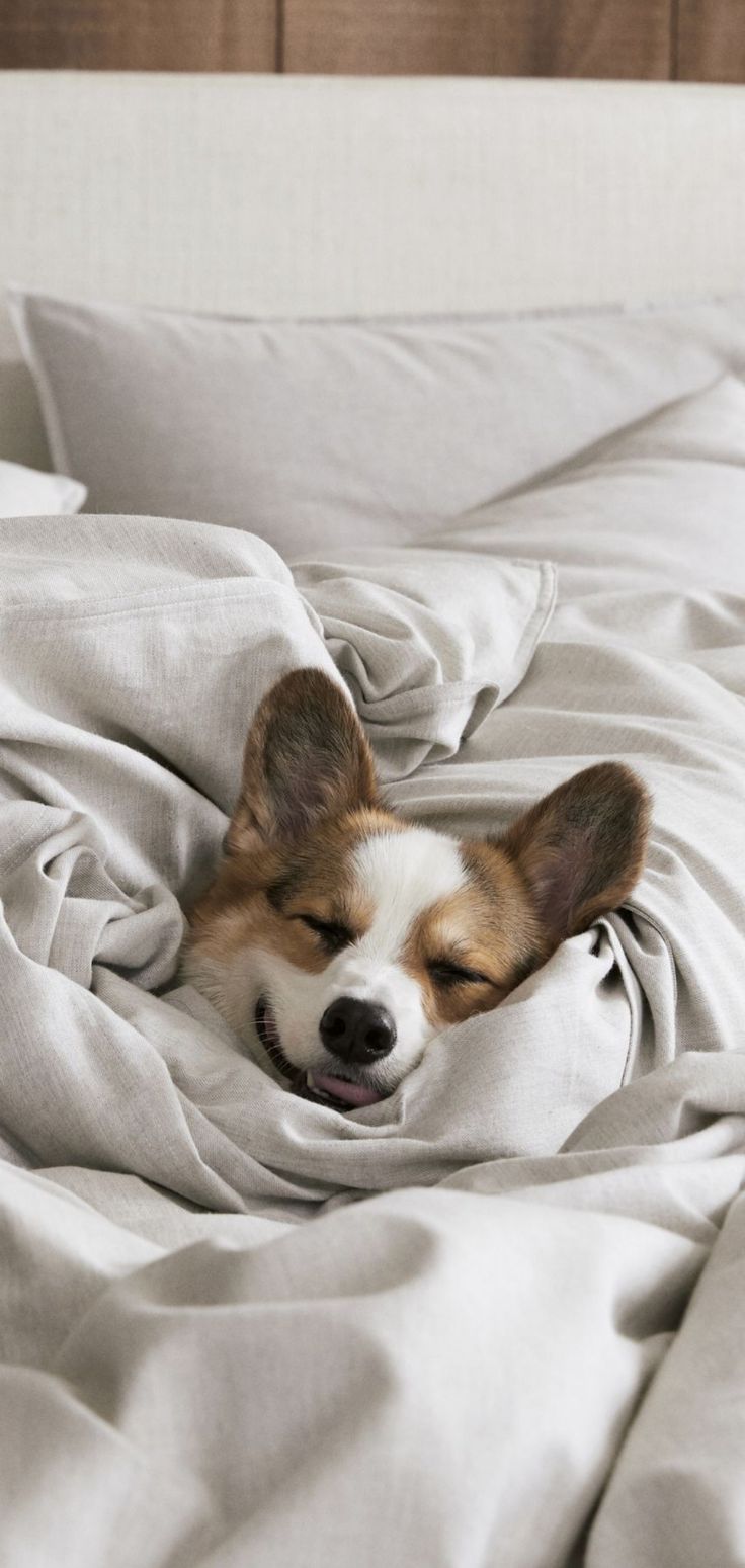 a brown and white dog laying on top of a bed covered in blankets with his eyes closed