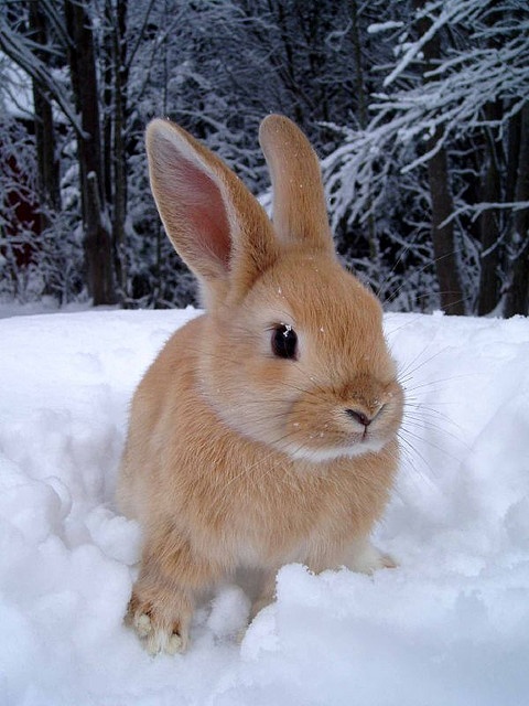 a small rabbit sitting in the snow with trees in the backgroung behind it