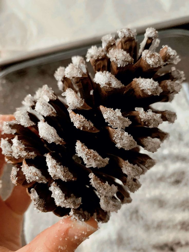 a hand holding a pine cone covered in snow