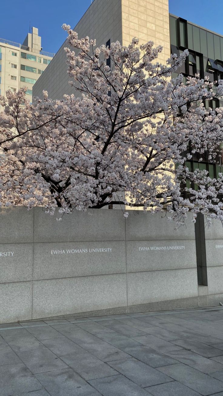 a tree with white flowers in front of a wall that reads the national women's museum