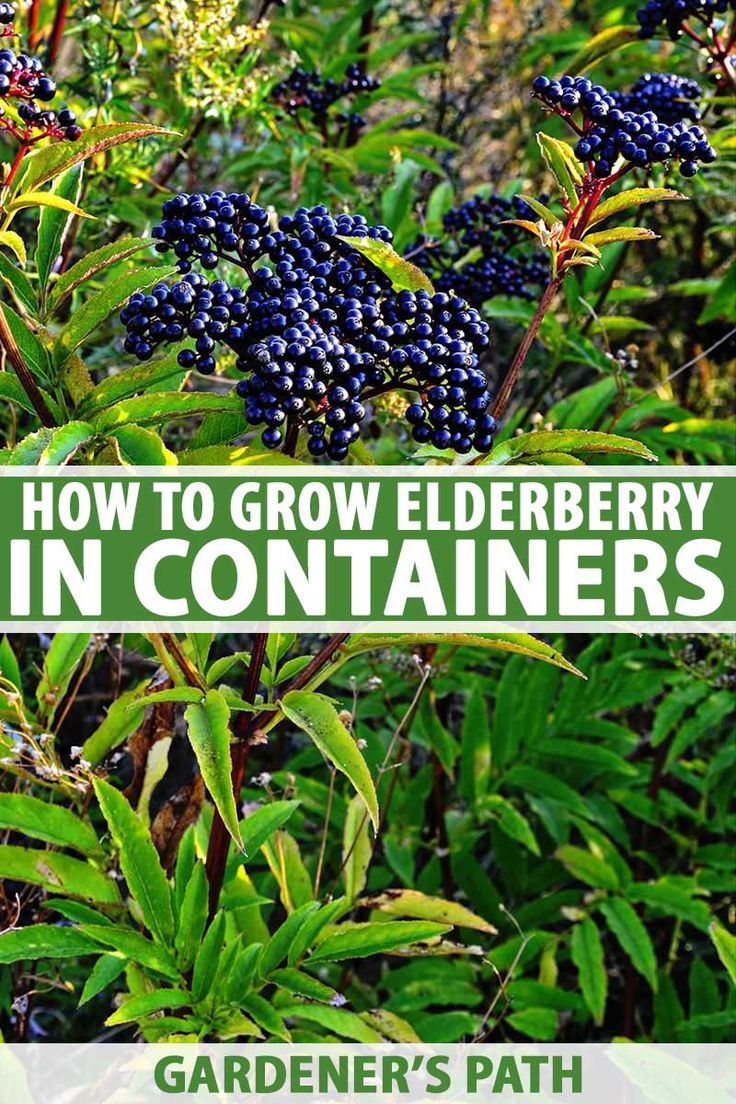 blueberries growing in the garden with text overlay that reads how to grow elderberry in containers