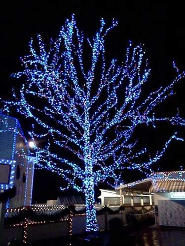 a tree is lit up with blue lights