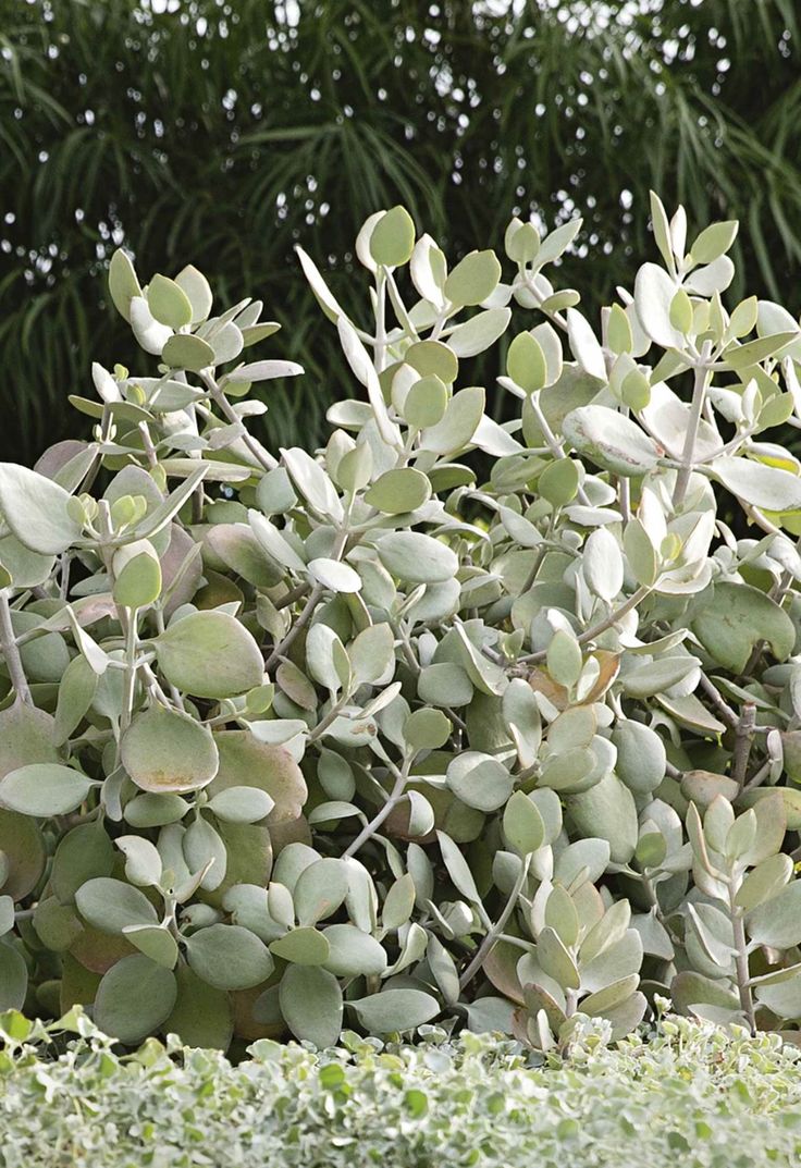 a bush with green leaves in front of some trees