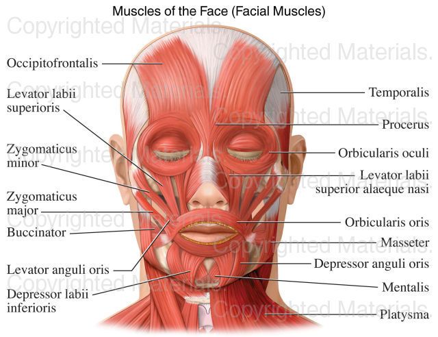 the muscles and their major structures are labeled in this diagram, with labels on each side