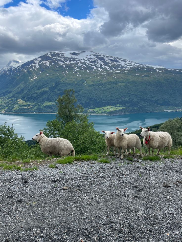 four sheep standing on top of a rocky hill next to a body of water with snow capped mountains in the background