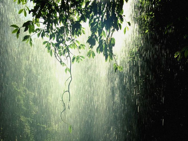 an image of a tree in the rain with water falling from it's branches