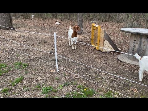 two goats standing next to each other on a field near a fenced in area