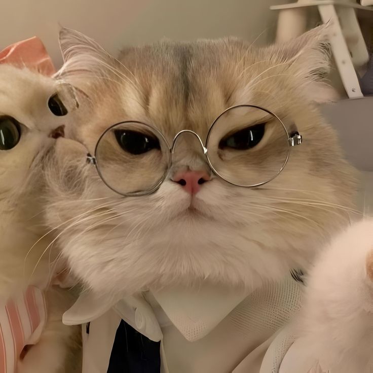 two cats wearing glasses and bow ties, one is looking at the camera while the other looks up