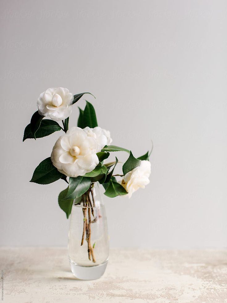 some white flowers are in a glass vase