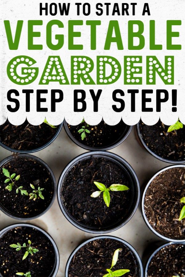 how to start a vegetable garden step by step