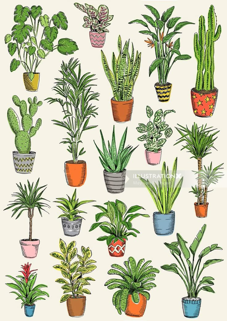 a bunch of potted plants are shown in this illustration, with different colors and sizes