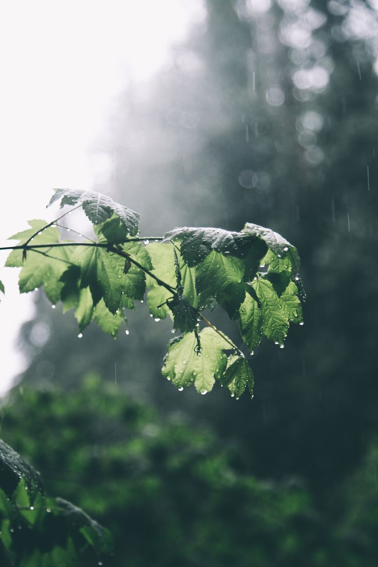 a leaf with drops of water on it in front of some trees and bushes,