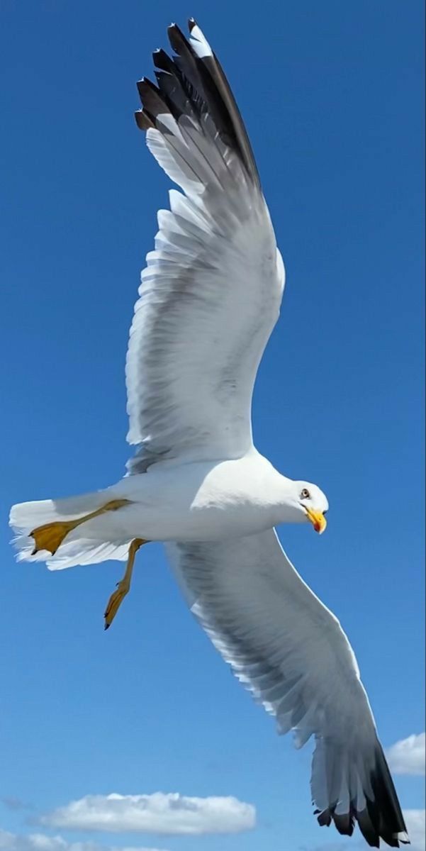 a large white bird flying through the air