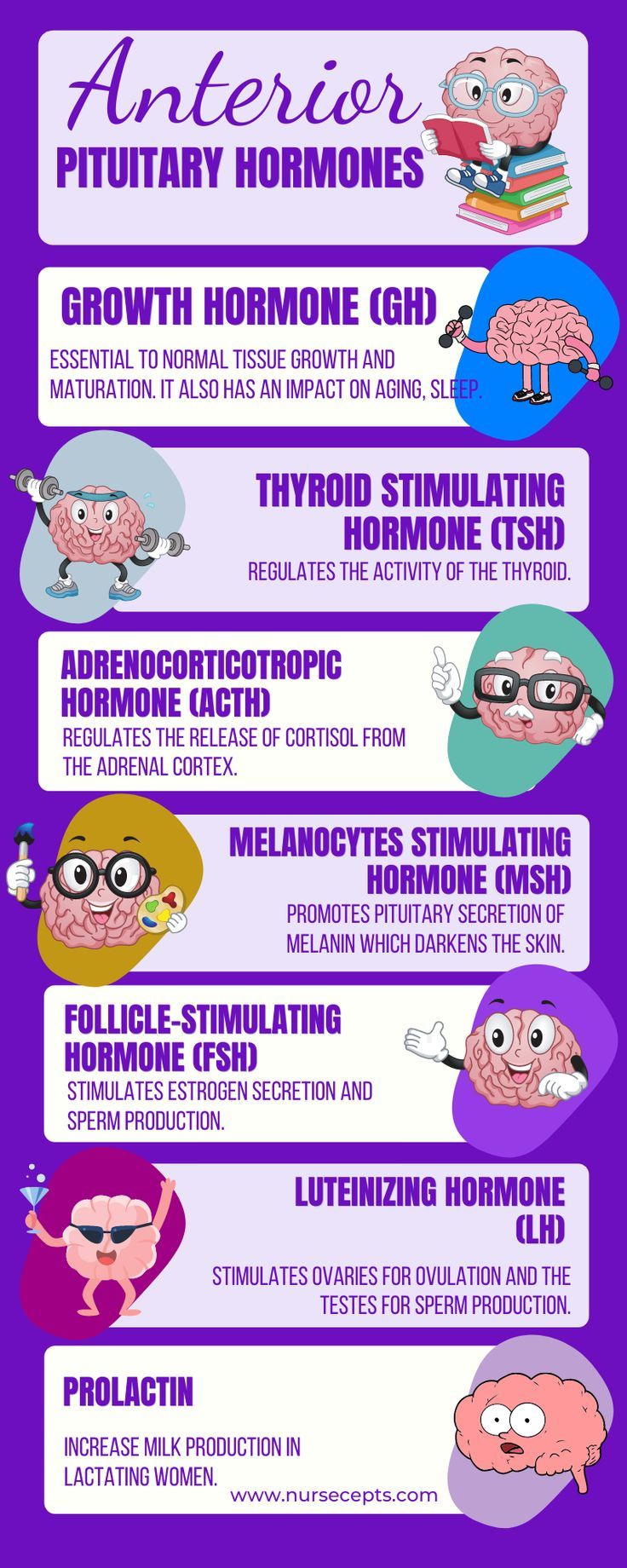 an info poster showing the different types of people's brain and their functions in life