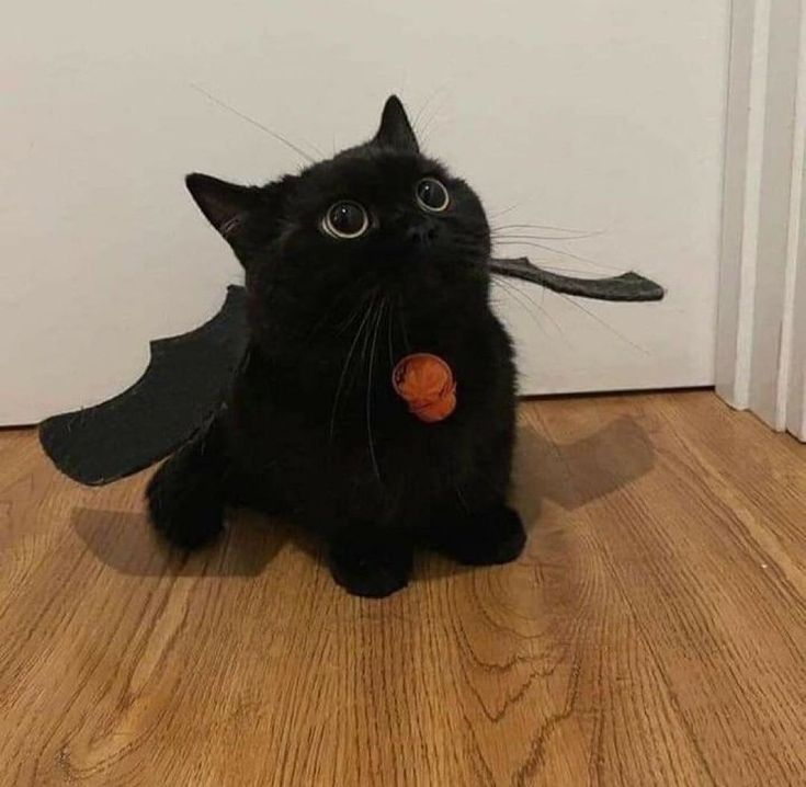 a black cat sitting on top of a wooden floor next to a white door and wearing a bat costume