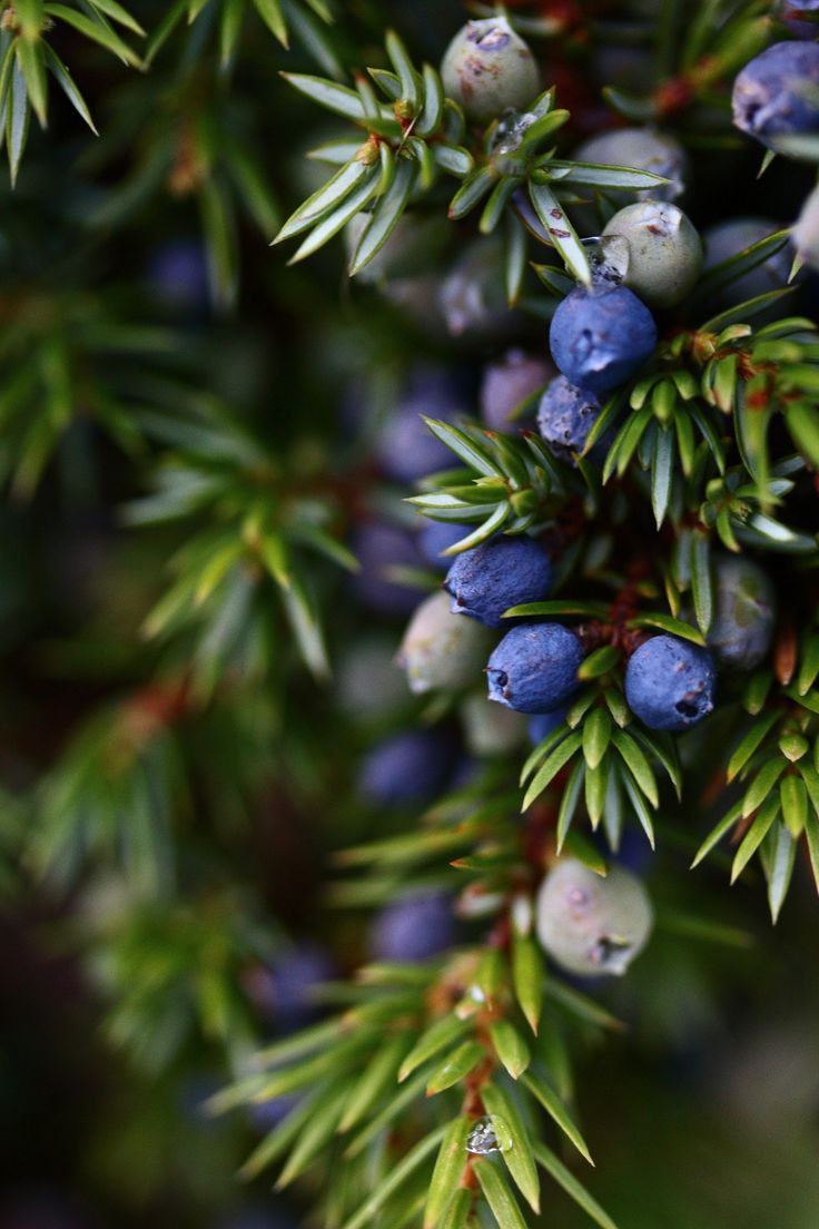 blue berries are growing on the branches of a pine tree