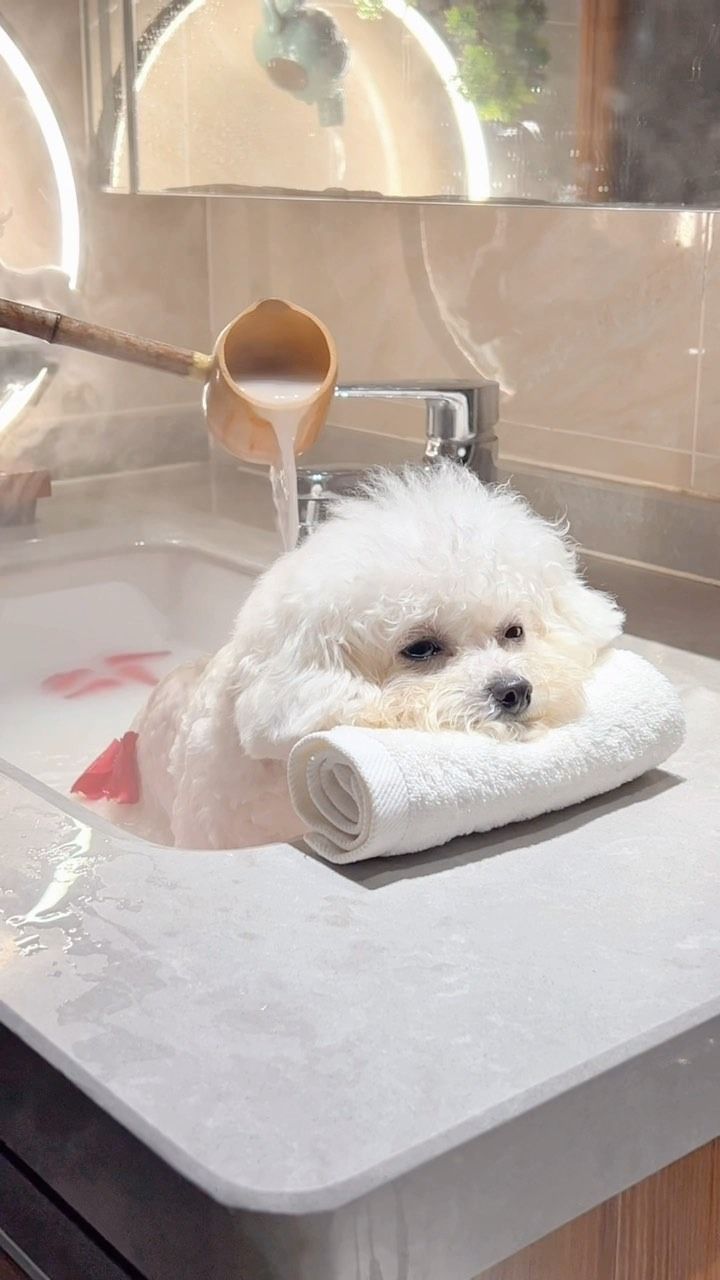 a small white dog sitting in a bathroom sink