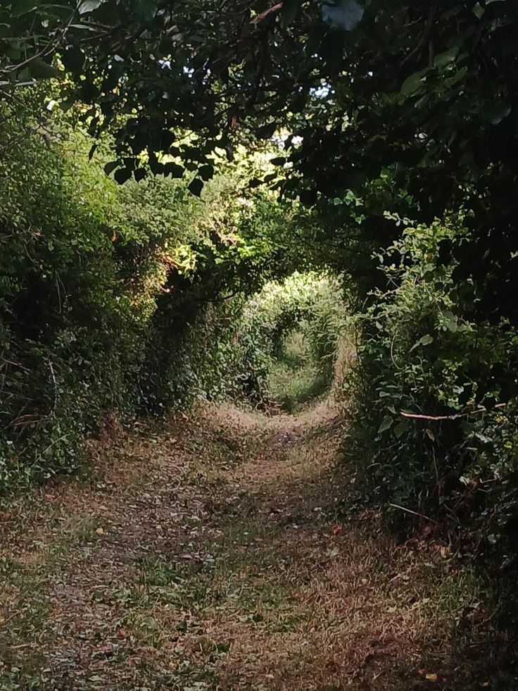 a dirt road surrounded by trees and bushes