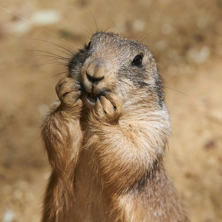 a groundhog standing on its hind legs and looking up