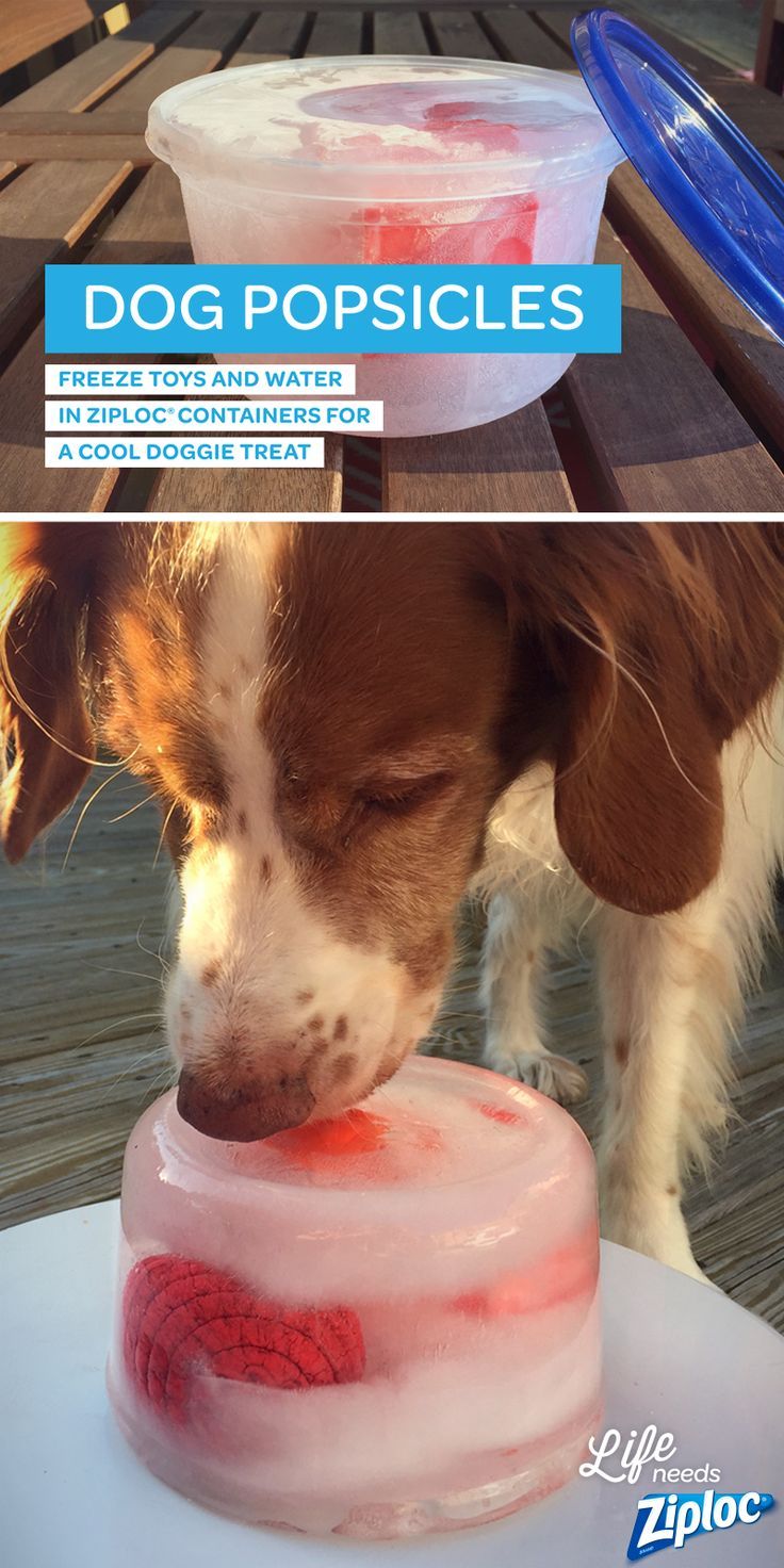 a dog is eating out of a plastic bowl