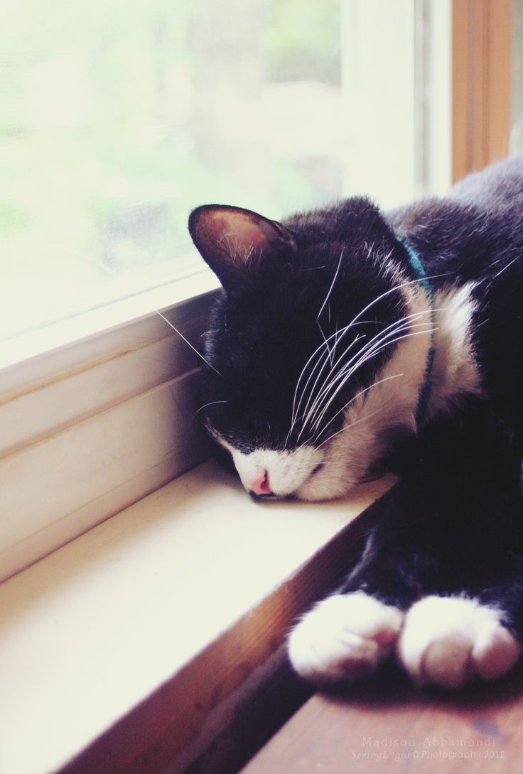 a black and white cat laying on top of a window sill