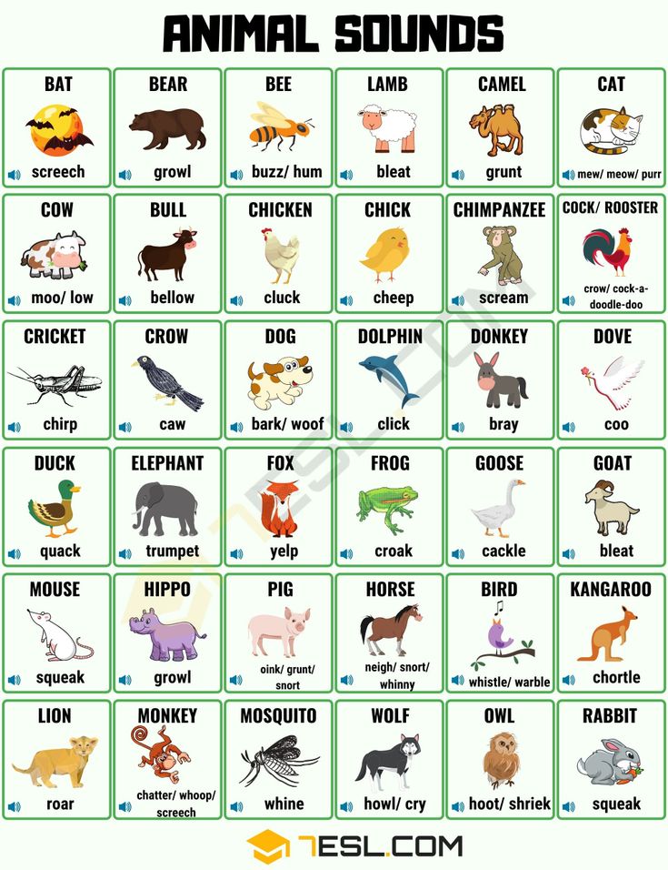 an animal sound board with animals and their names