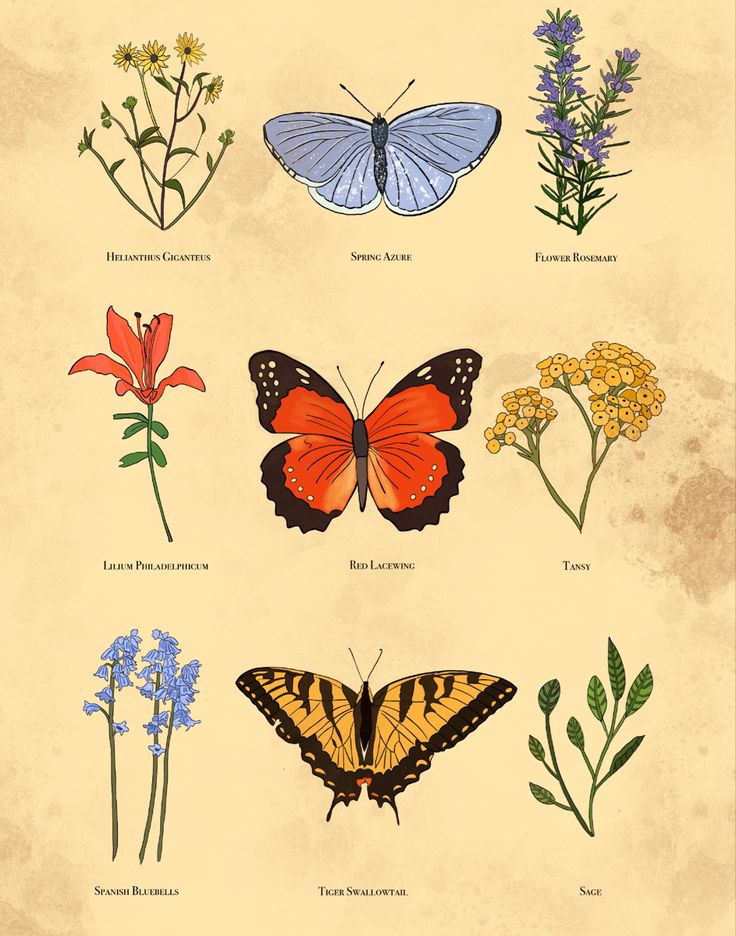 butterflies and wildflowers are featured in this illustration from the natural history of flowers