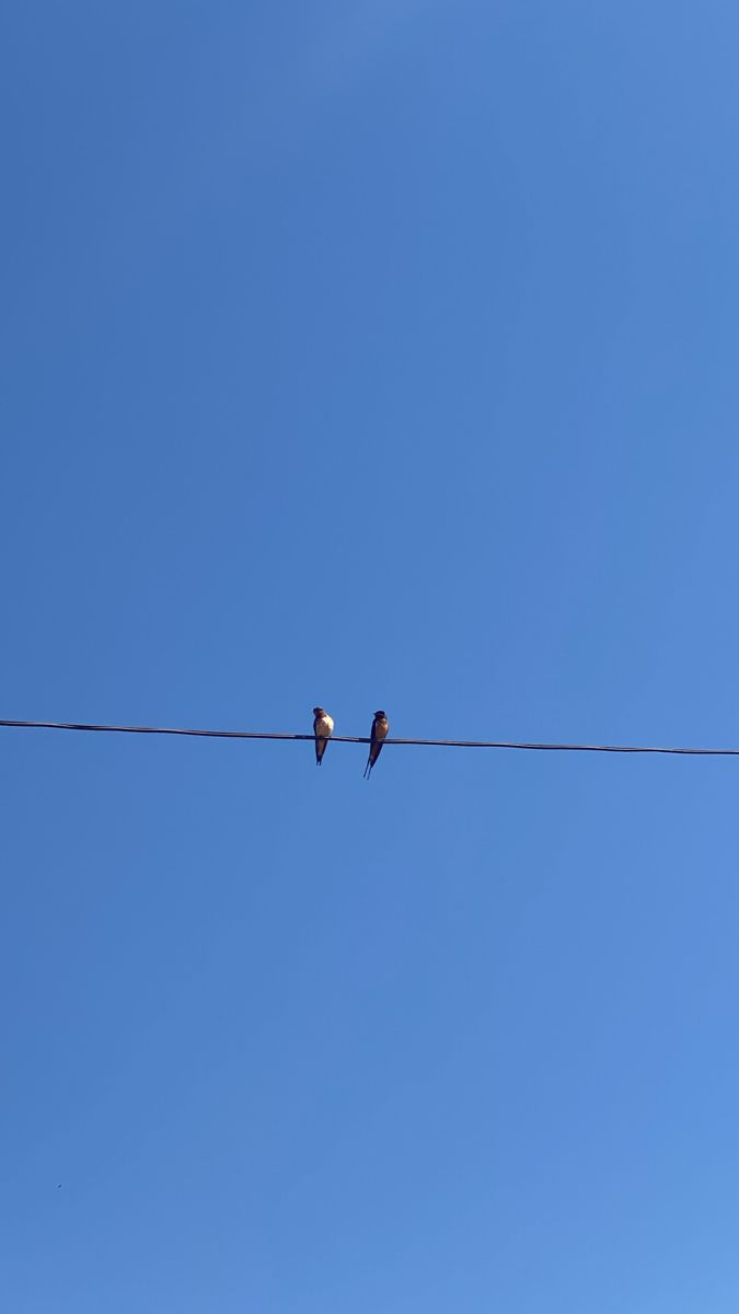 two birds sitting on an electric wire with blue sky in the backgrounnd