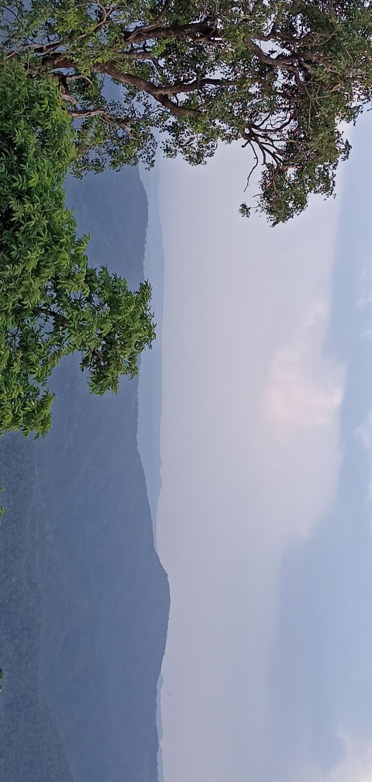 the reflection of two trees in water with mountains in the backgrounnds