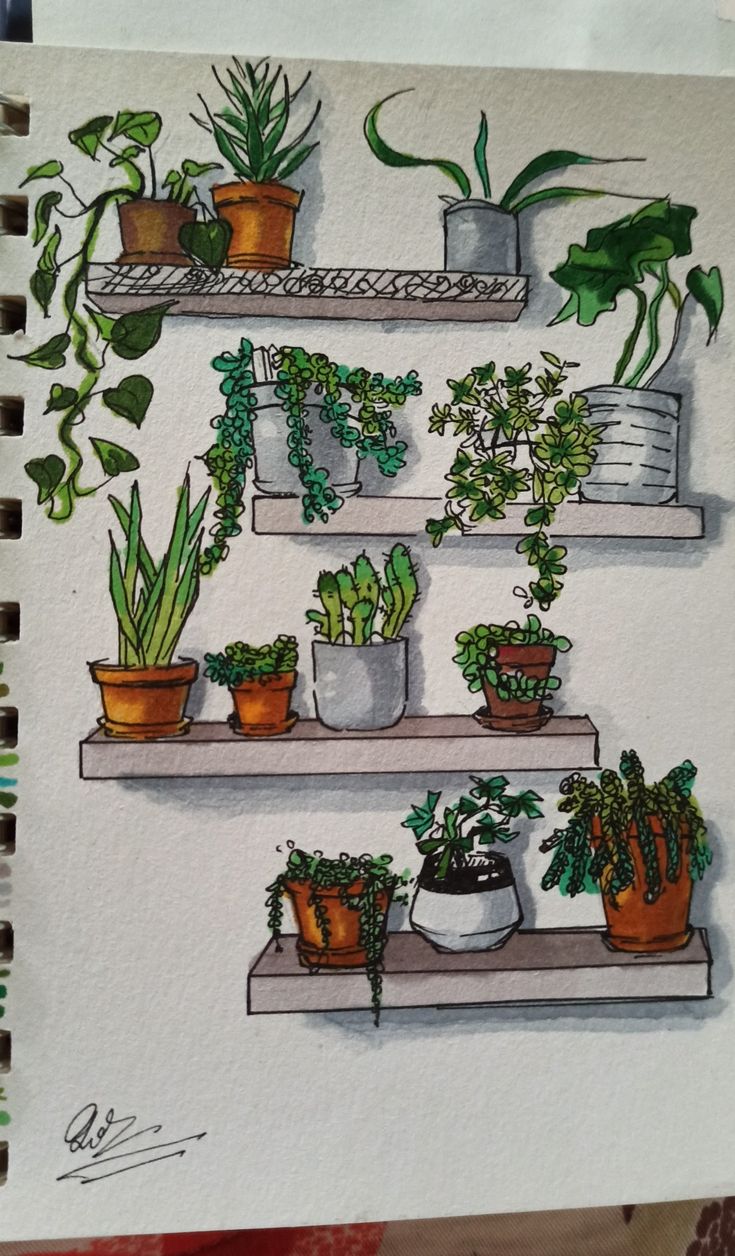 a drawing of some plants on shelves