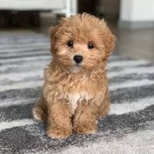 a small brown dog sitting on top of a rug