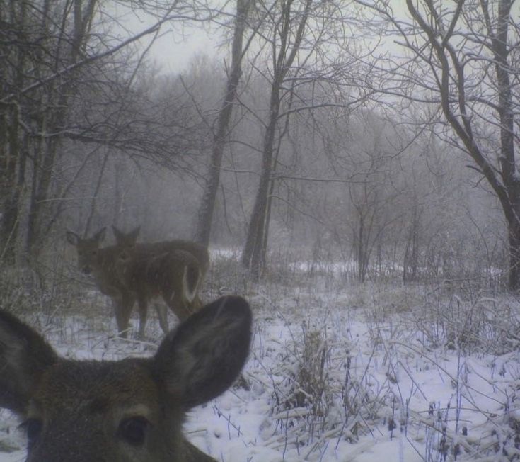 two deer standing in the snow near trees