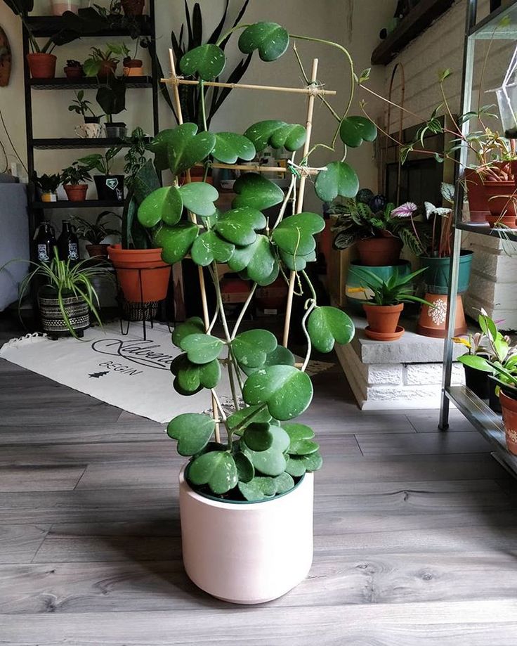 a potted plant with lots of green leaves on the floor in front of shelves