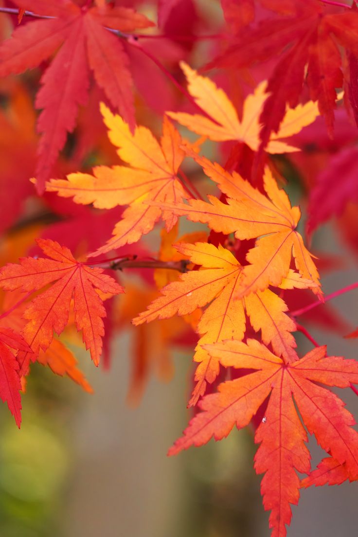 red and yellow leaves are hanging from a branch