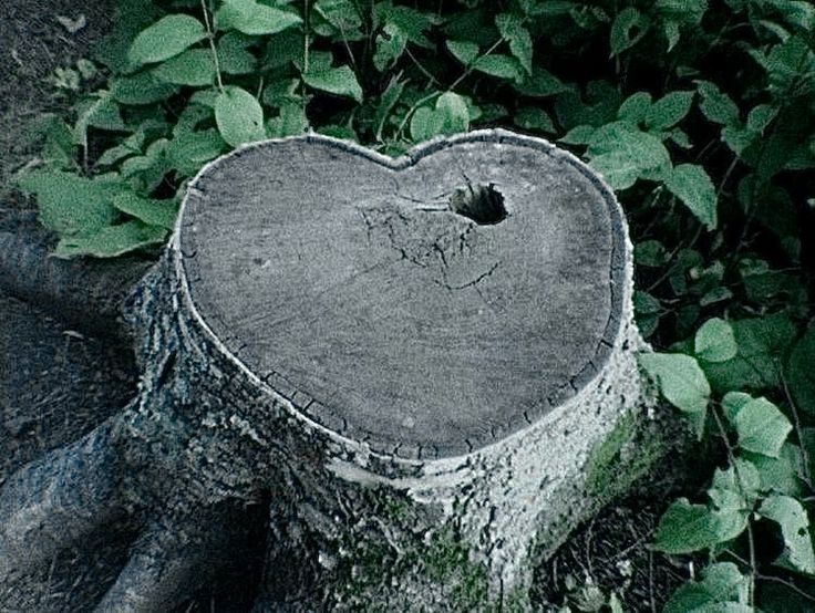 a tree stump with a heart shaped hole in it