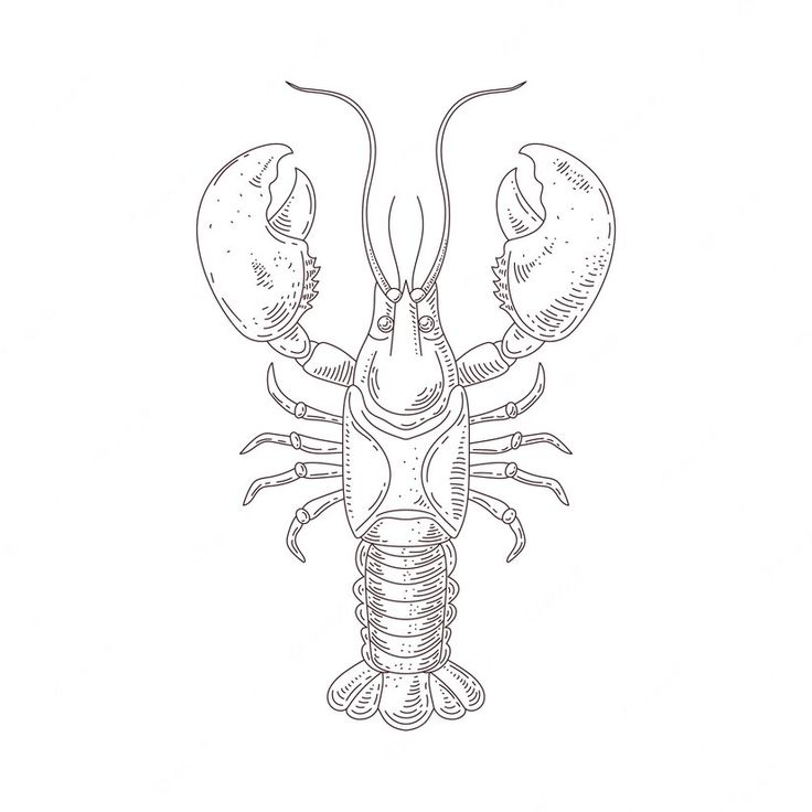 a drawing of a lobster on a white background