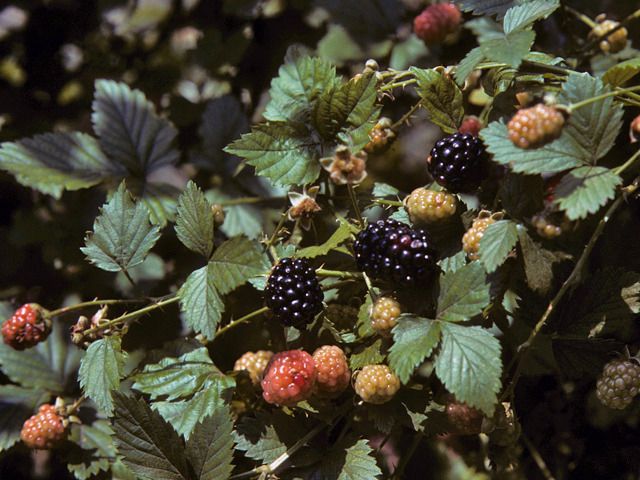 blackberries and raspberries are growing on the tree