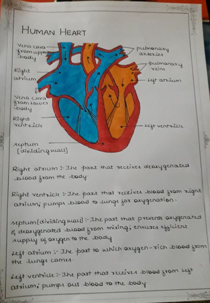 a diagram of the human heart on a piece of paper with words written in it