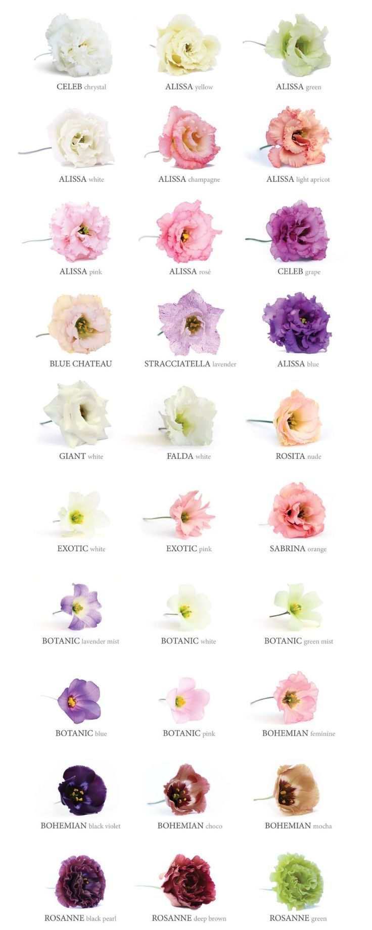 the different types of flowers are shown in this image, including pinks and purples