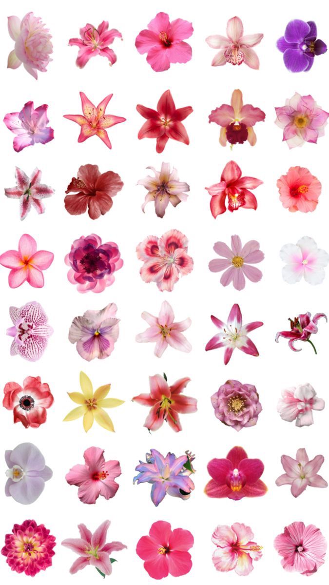 many different types of flowers on a white background